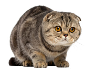 Obraz premium Playful Scottish Fold cat with striking orange eyes and fluffy coat explores its surroundings with curiosity and charm