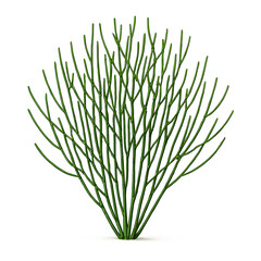 A branching African Milk Bush with pencil-thin green stems