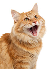 Obraz premium Beautiful siberian cat with vibrant orange coat expresses joy and curiosity, showcasing its playful nature and striking features