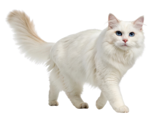 Beautiful siberian cat with striking blue eyes walks gracefully, showcasing its elegant fur and playful demeanor