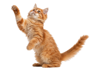 Playful siberian cat stands on its hind legs reaching for something with curiosity and excitement