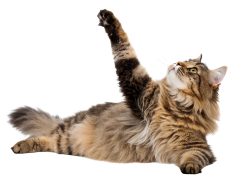 Playful siberian cat stretches its paw upward showcasing its fluffy fur and curious expression in delightful pose