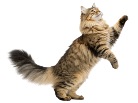 Playful siberian cat stands on its hind legs reaching for something with curiosity and grace