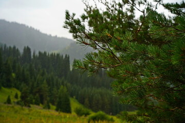 Fototapeta premium National Nature Park. Mountainous area with different vegetation. Cloudy, raining.
