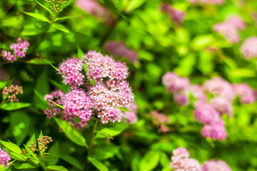 A closeup shot of a honeybee pollinating spirea flowers, natures beauty glowing in the sunlight.