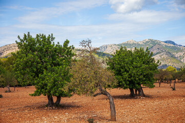 Mallorcinische Landschaft - Tramuntana