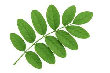 Fototapeta premium Pinnately compound leaf isolated on transparent background, showing multiple leaflets attached to a central stem, creating a lush, vibrant foliage element