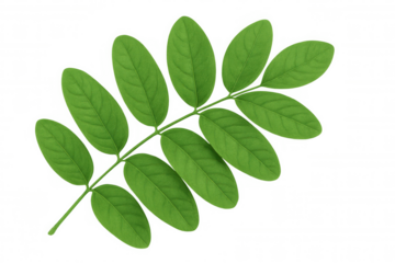 Pinnately compound leaf isolated on transparent background, showing multiple leaflets attached to a central stem, creating a lush, vibrant foliage element