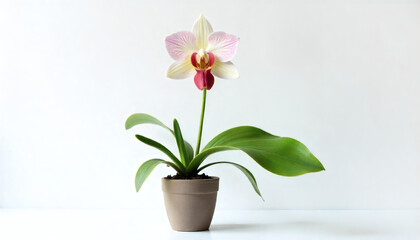 Single Slipper Orchid in Gray Pot on White Background