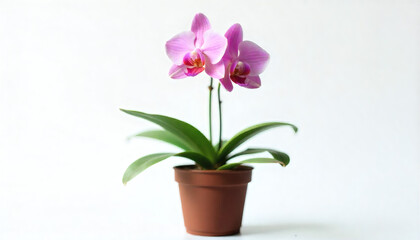Pink Orchid in Terracotta Pot Against White Background