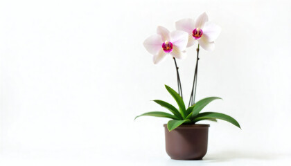 Blooming Orchid Plant with Light Petals and Magenta Center on White Background