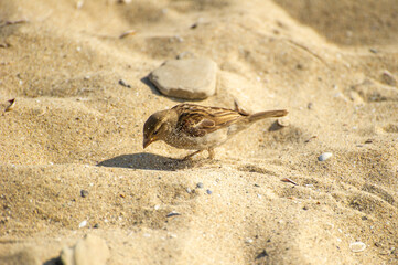 A small brown sparrow pecks curiously at sunlit sand scattered with tiny shells and pebbles.