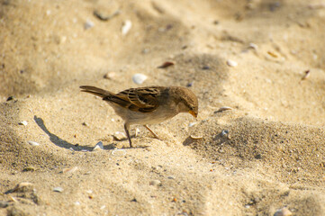A small brown sparrow pecks curiously at sunlit sand scattered with tiny shells and pebbles.
