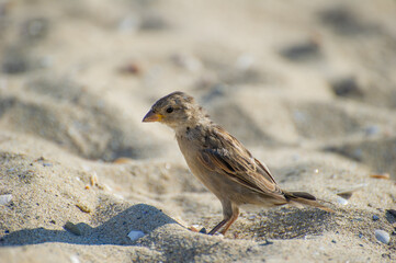 A small brown sparrow stands alert on a sunlit sandy beach scattered with tiny pebbles and shells.