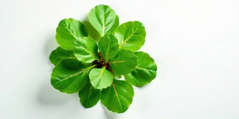 Vibrant Green Plantlet with Lush Foliage Displayed on a Clean White Background, Ideal for Botanical or Nature-Themed Designs