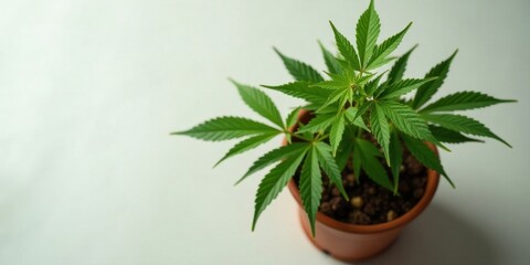 A vibrant cannabis plant, carefully nurtured in a terracotta pot, showcases its lush, healthy foliage against a clean, bright background.