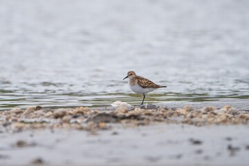 Little Stint stands by a calm lakeshore with pebbles and water in the background