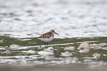 Little Stint stands in shallow water surrounded by pebbles