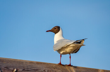 Black headed gull standing on wooden roof under clear blue sky. Black headed gull perched on wooden rooftop in sunlight against clear blue sky.