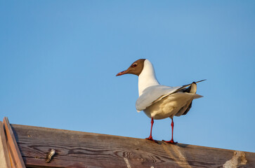Black headed gull standing on wooden roof under clear blue sky. Black headed gull perched on wooden rooftop in sunlight against clear blue sky.