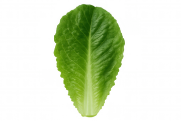 Single romaine lettuce leaf isolated on transparent background, showcasing its vibrant green color and intricate vein structure