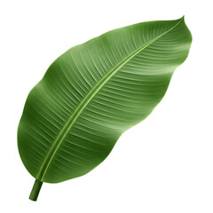 Fototapeta premium Tropical banana leaf with glossy surface and natural veins, isolated, high-resolution botanical illustration