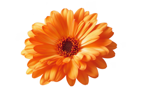 High-resolution orange calendula flower image download for graphic design and decoration, floral element, botanical illustration, isolated on transparent background