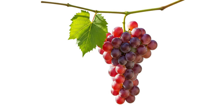 bunch of grapes