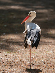 stork resting on migration route