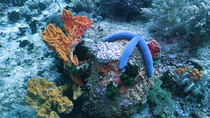 Magnificent coral structures with a vibrant blue sea star – Linckia laevigata – resting on the reef floor of Apo Island, Philippines. Check my portfolio for more reef footage.