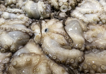 Octopus in a fishmonger