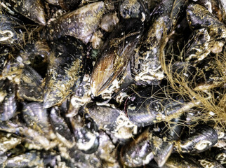 Mussels in a fishmonger
