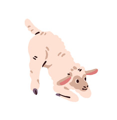 Happy baby sheep has fun on pasture. Cute lamb with fluffy wool plays. Funny kid of livestock, ewe. Adorable child of farm animal, little ram. Flat isolated vector illustration on white background