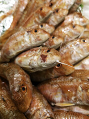 Red mullet in a fishmonger