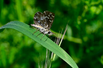 Kleiner Würfel-Dickkopffalter, Malven-Würfelfleck (Pyrgus malvae)