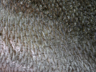 macro shot of fish skin