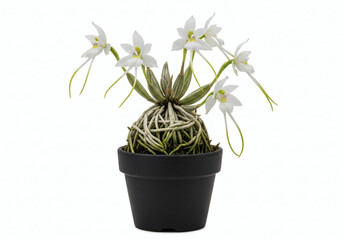 Obraz premium Potted White Ghost Orchid with Exposed Roots - An Isolated Studio Shot with a Clean White Background.