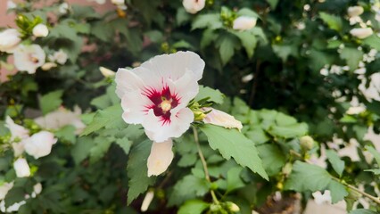 Obraz premium White hibiscus flowers with deep pink center — natural beauty for botanical projects, design, posters, gardening blogs, and nature-themed visuals.