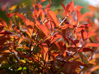 鮮やかなベニカナメモチの葉