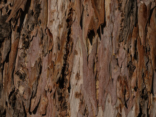trunk of an old tree