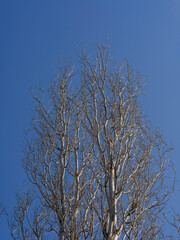 trees and sky in autumn season