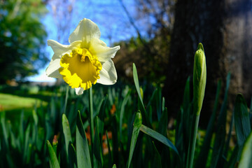 Obraz premium Close-up of a single bloomed beautiful yellow daffodil flower in a cluster, standing tall in a garden in early spring in Christchurch New Zealand
