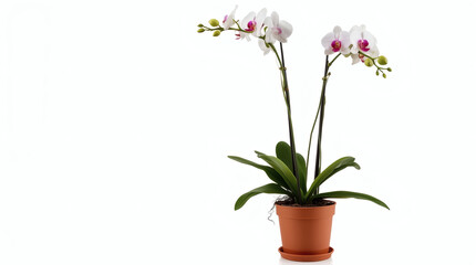 Fototapeta premium Potted Phalaenopsis Orchid Plant with White and Magenta Blooms - A Clean Studio Shot on a White Background with Copy Space.