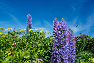 Close-up of purple and yellow wildflowers against a backdrop of bright blue sky with a bee in flight in Christchurch New Zealand