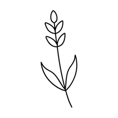 Obraz premium Elegant Lavender Flower Outline Illustration with Stem for Botanical Designs and Creative Projects