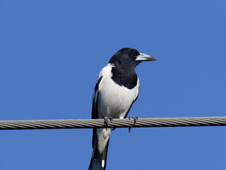 Pied Butcherbird (Cracticus nigrogularis) perched on an overhead power line.
