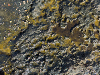 wet rocks on the seaside