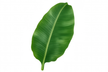 Green banana leaf isolated, showcasing vibrant tropical botanical texture against transparent backdrop