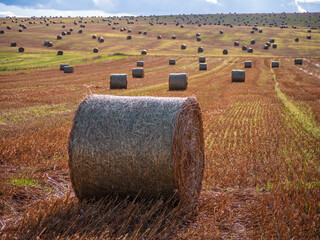 Close-up of a round hay bale in a harvested field with many straw rolls scattered across rolling...