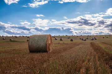 Large round straw bale in the foreground of a harvested field with many bales on rolling farmland...